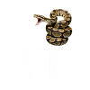 Königspython Schlangen LOVE Terrarium Python