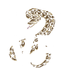 Königspython Schlangen LOVE Terrarium Python