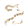 Königspython Schlangen LOVE Terrarium Python