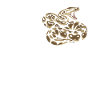 Königspython Schlangen LOVE Terrarium Python