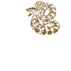 Königspython Schlangen LOVE Terrarium Python