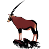 Oryx on rocks