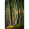 Trees Light of the Sun