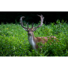 Majestic fallow deer in the green