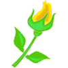 Rose in Gelb