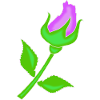 Rose i en fiolett fargetone