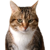 Missty portrait