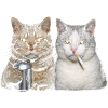 Hardtekk Tekke East Germany Cats