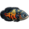 Pfauenaugenbuntbarsch Oskar Astronotus ocellatus