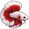 Red White Betta Fish