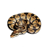Königspython Schlangen Liebhaber Terrarium Python