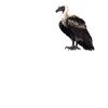 Vulture