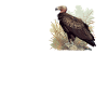 Vulture