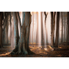 Waldlicht: Sonnenstrahlen im Nebelwald