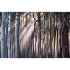 Lichtstrahlen im Wald