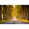 Autumn avenue in the light