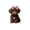Pyjama Chien Caniche Humour