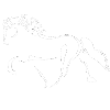Running Horses Silhouette Töltender Tölter