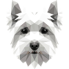 Piccolo cane maltese maltese amore dolce maltese