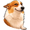 Smug Corgi – sjefsutseende med holdning