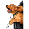 Roadtrip Dog – Wind im Fell