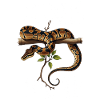 Königspython Schlangen Liebhaber Terrarium Python