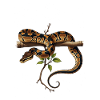Königspython Schlangen Liebhaber Terrarium Python