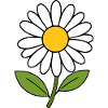 Flower White White Flowers Daisy Blossom