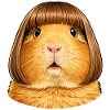 Funny guinea pig with bob hairstyle