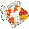 Shogun Thai Oranda Fancy Goldfish