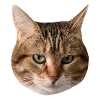 Missty sticker triste