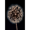 Luminous Dandelion Firework