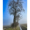 Lonely tree in morning mist