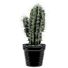 Cactus in black pot