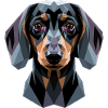 Gravhund, gravhund, miniaturegravhund, gravhundklub, gravhund