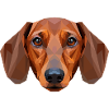 Gravhund, gravhund, miniaturegravhund, gravhundklub, gravhund
