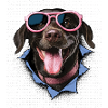 Dog with pink sunglasses