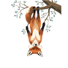 Fox hangs from branch