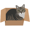 Katze im Karton