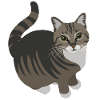 tabby cat with white paws