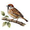 Sparrow finch, bird on botanical twig