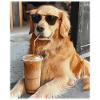 Sunglasses Dog Latte Enjoyment