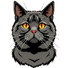 black cat british shorthair