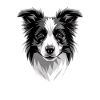 Border Collie Hundeelsker Hvalp Søde Collies