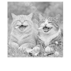 Funny cat design