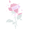 Pastel Rose Fragments