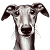 Galgo Girl