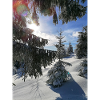 Winterwald Sonnenstrahlen im Schnee