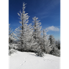 Winter Forest Snow Magic