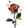 Broken Rose Blossom